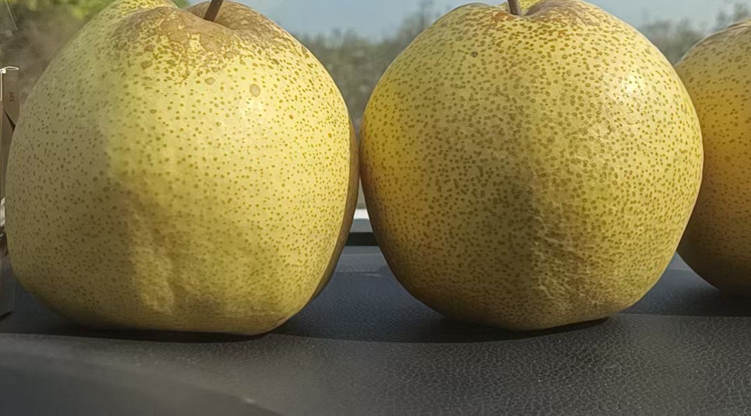 酥梨不同品种对比图