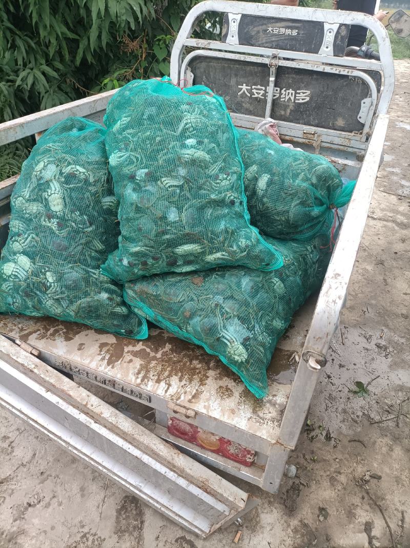 这里是河北唐山丰南区稻田蟹上市啦