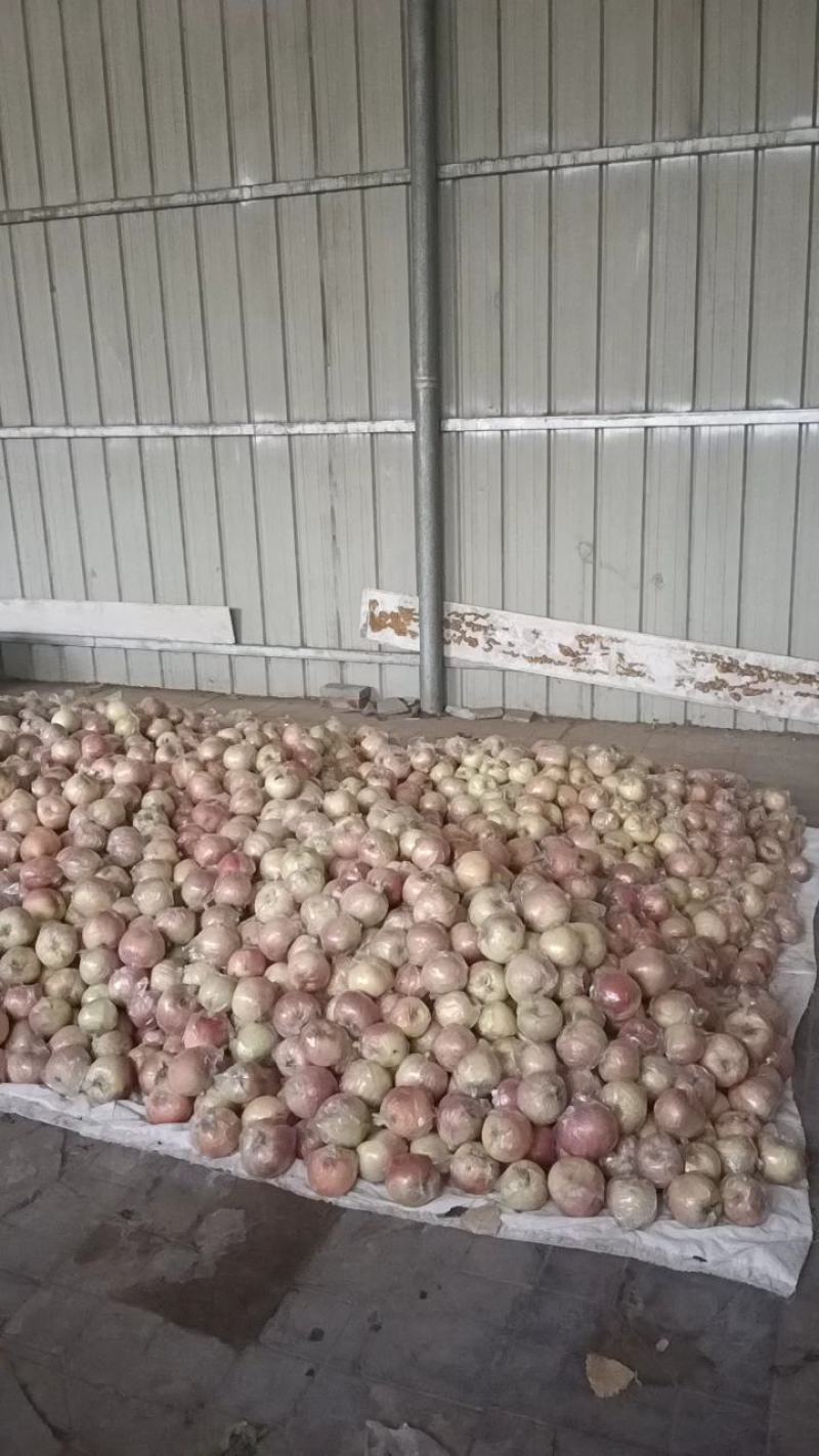 斗南苹果