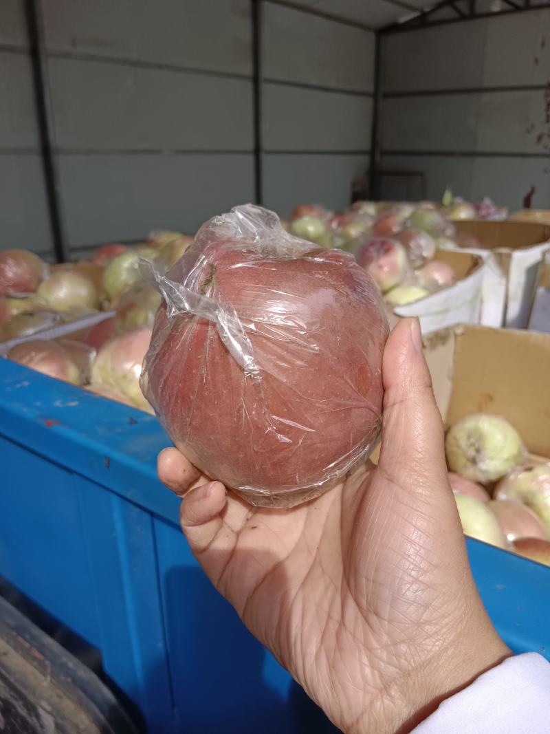 斗南苹果