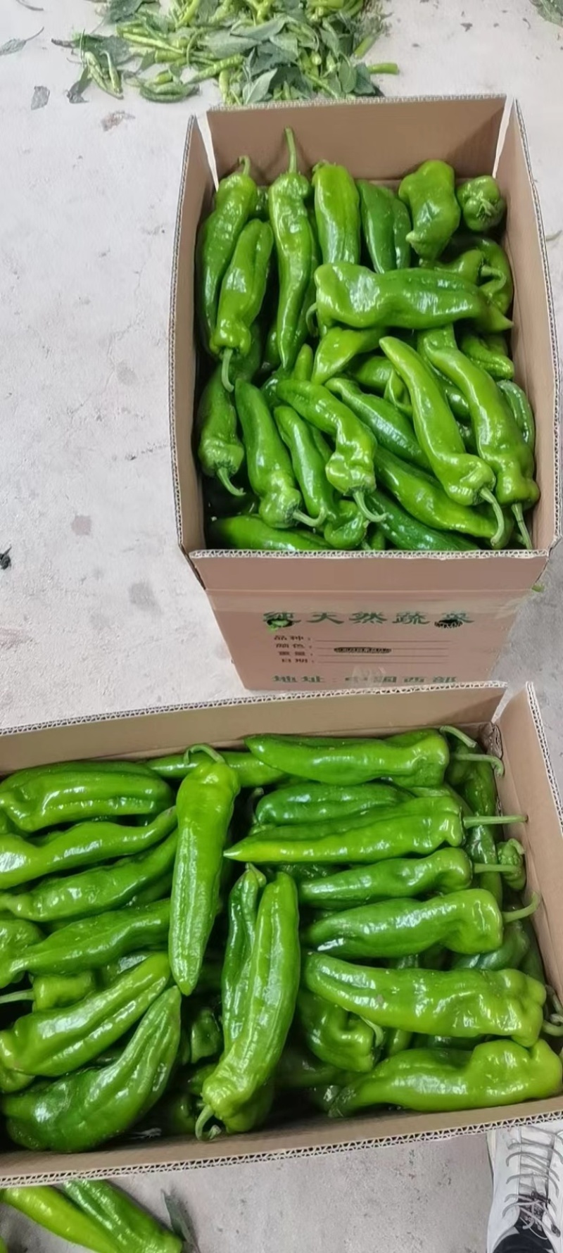 301泡椒产地发货对接全国市场可视频看货实力代办