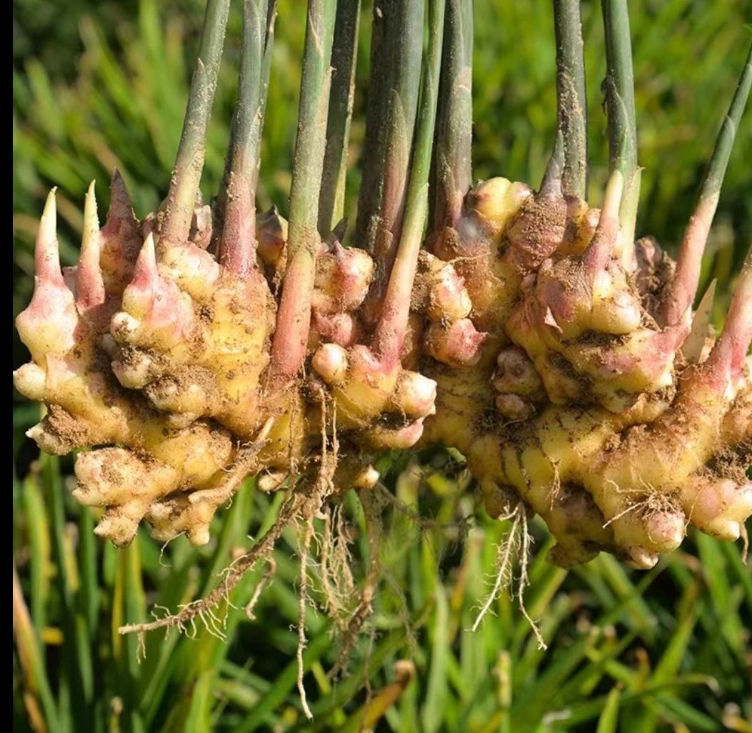 生姜根须与主根茎的对比图