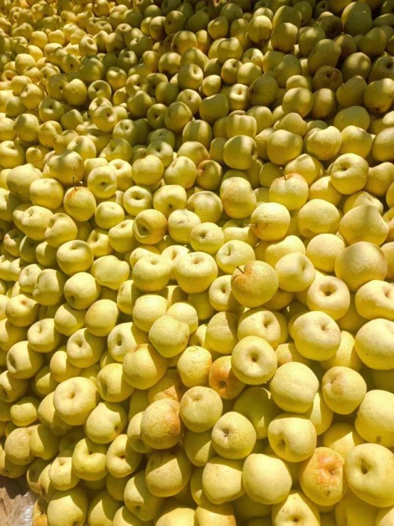 砀山酥梨大量供应产地直发货源充足欢迎咨询