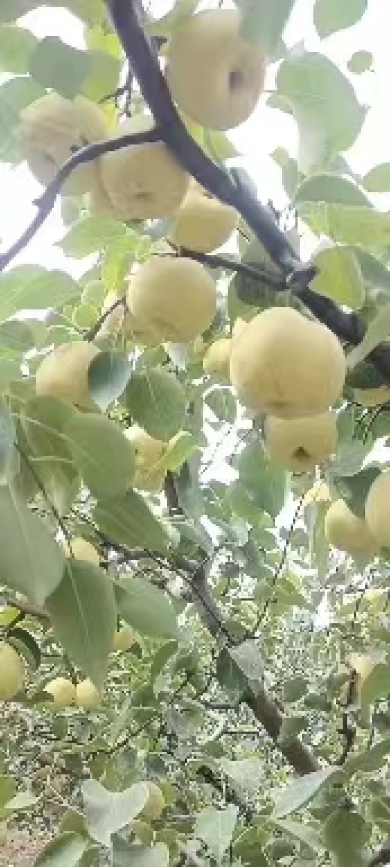 砀山酥梨大量供应产地直发货源充足欢迎咨询