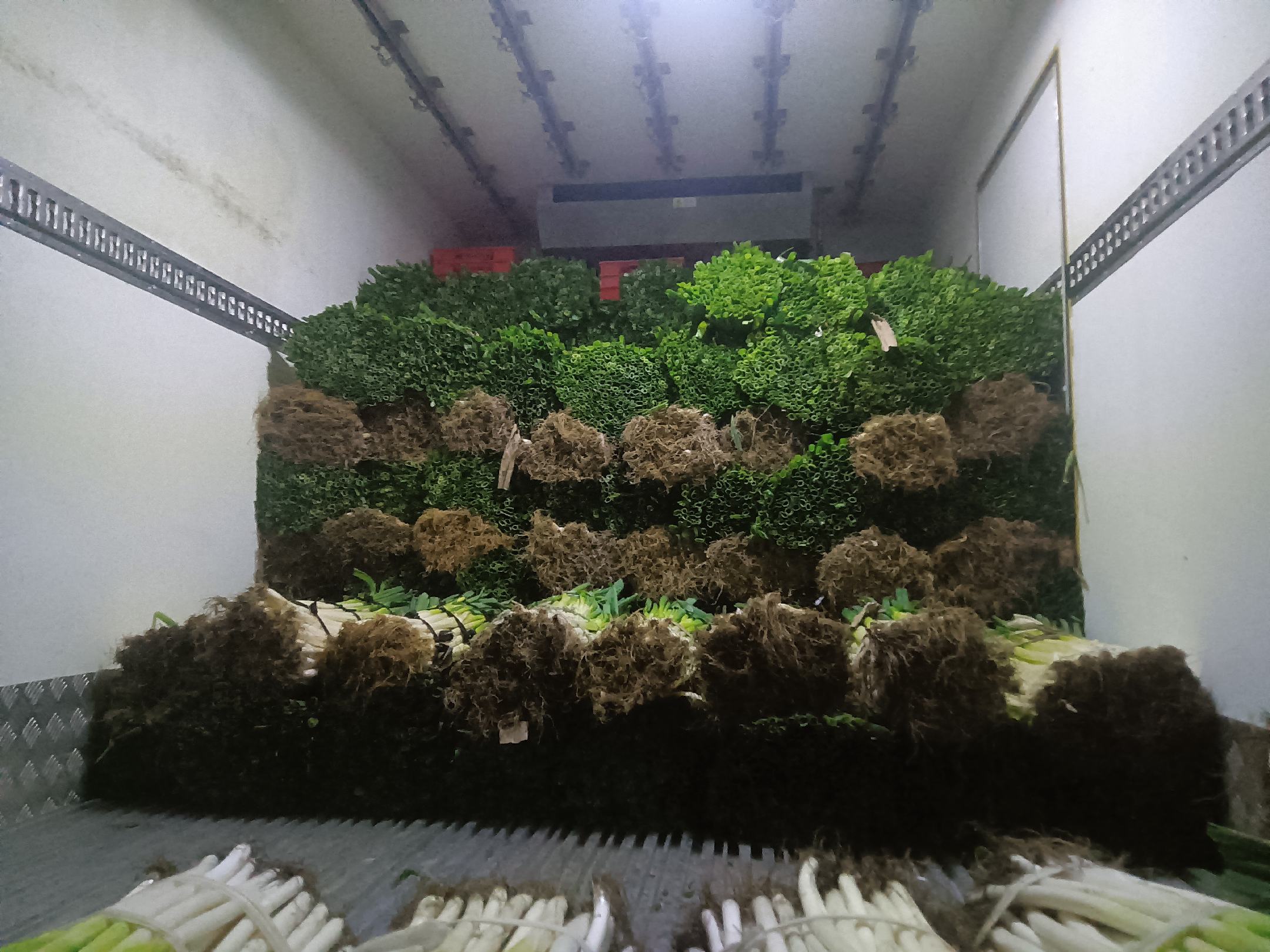 吉林省大葱批发市场图