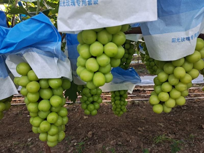阳光玫瑰