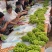 阳光玫瑰