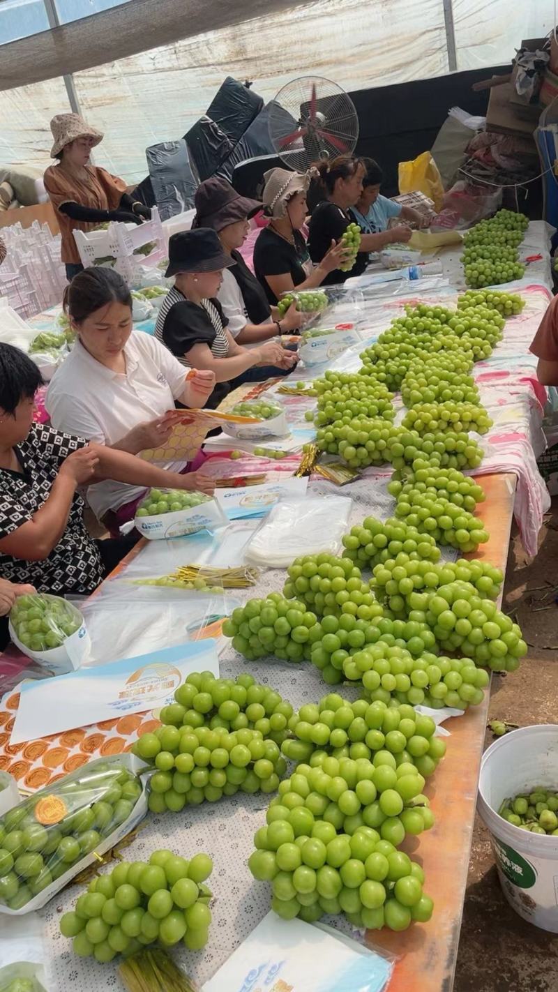 阳光玫瑰