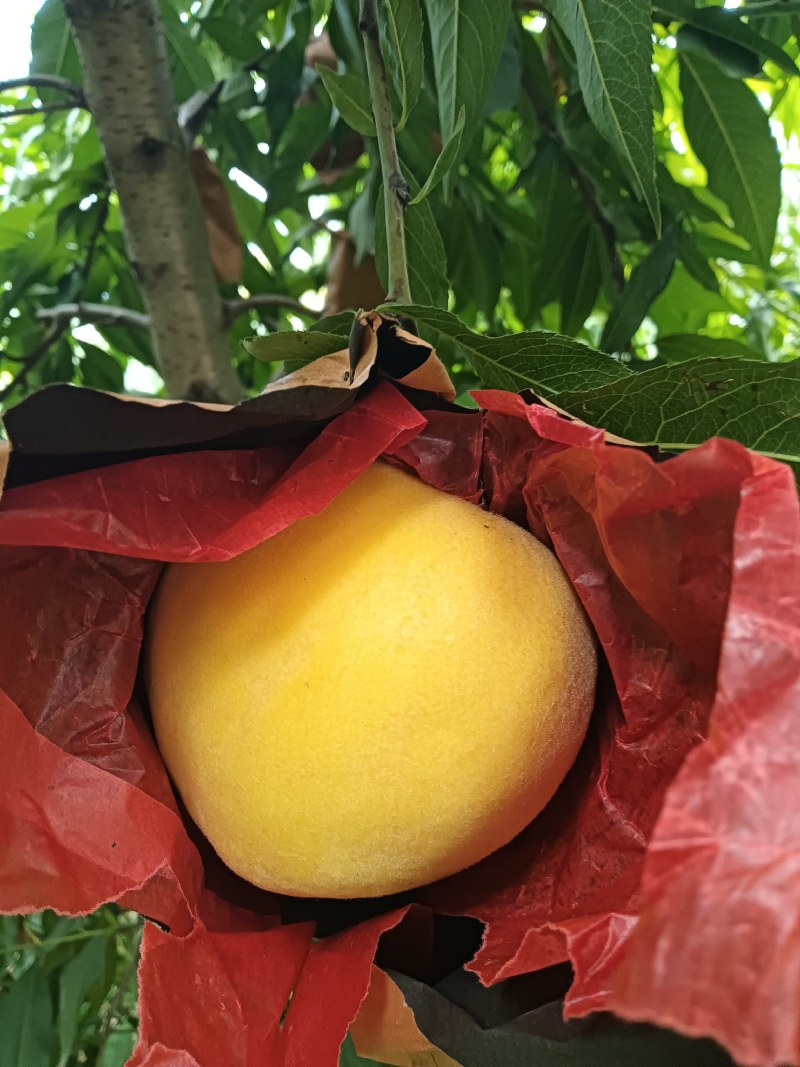 西瑞黄金黄桃