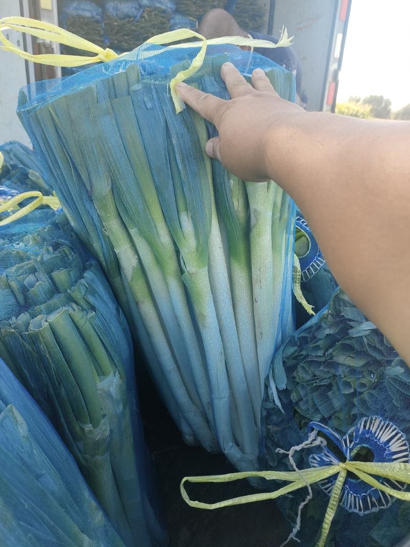 铁杆大葱，钢葱，秋葱，大量有货，想要联系我