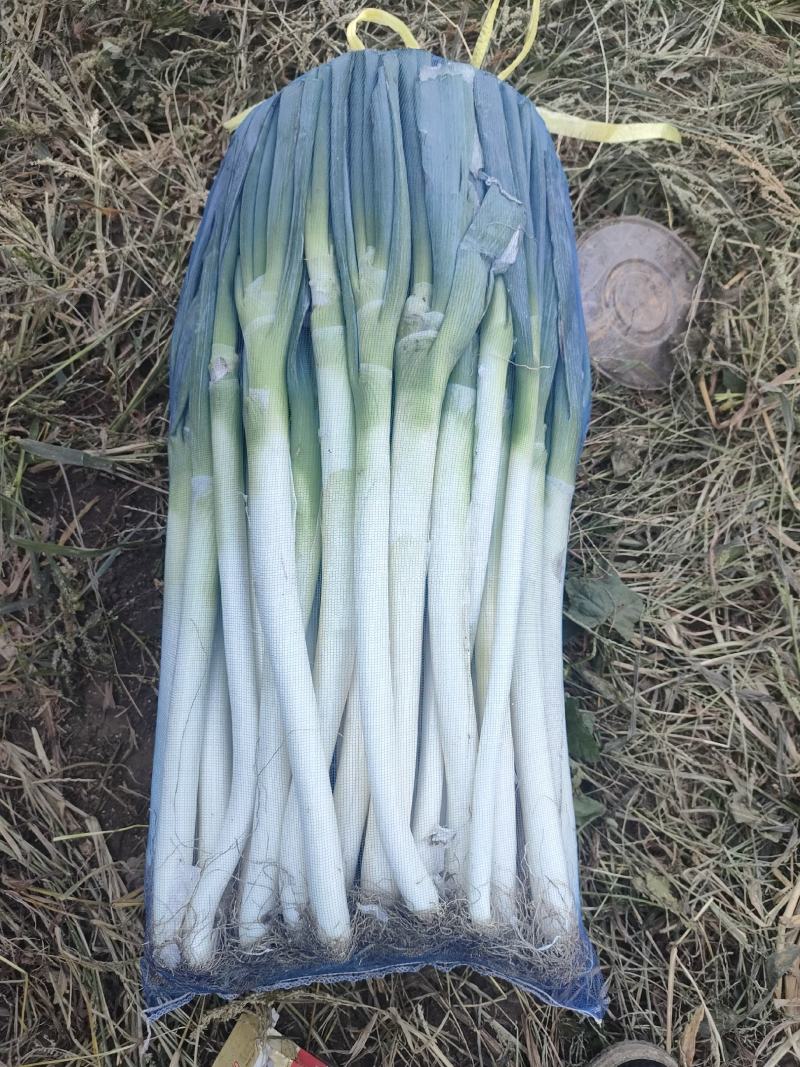 铁杆大葱，钢葱，秋葱，大量有货，想要联系我