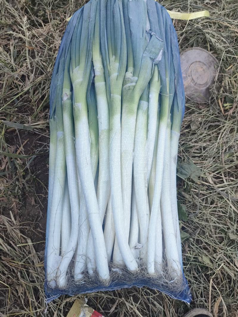 铁杆大葱，钢葱，秋葱，大量有货，想要联系我