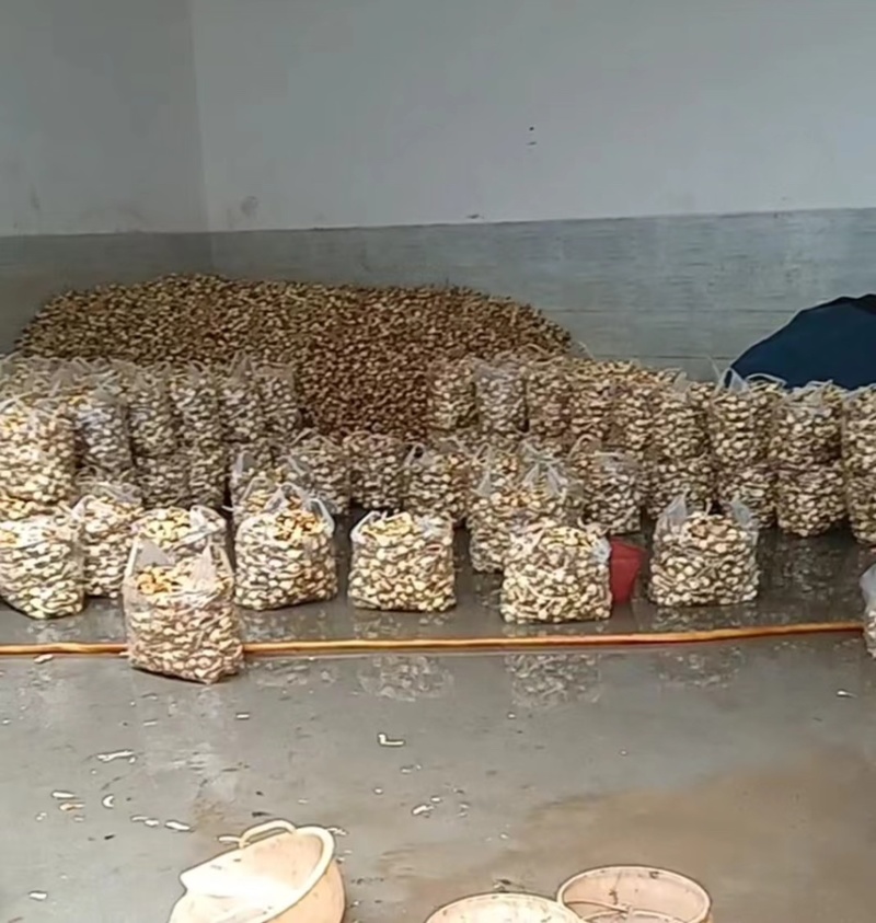 宽叶水洗茨菇，长期有货，