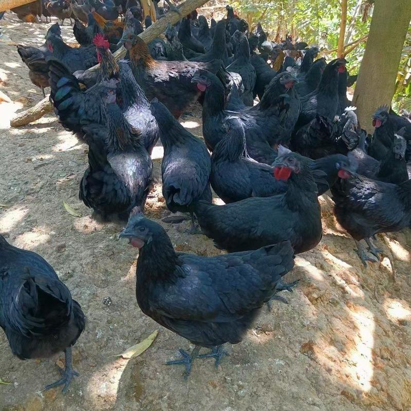 纯种五黑绿壳蛋鸡常年有货发往全国