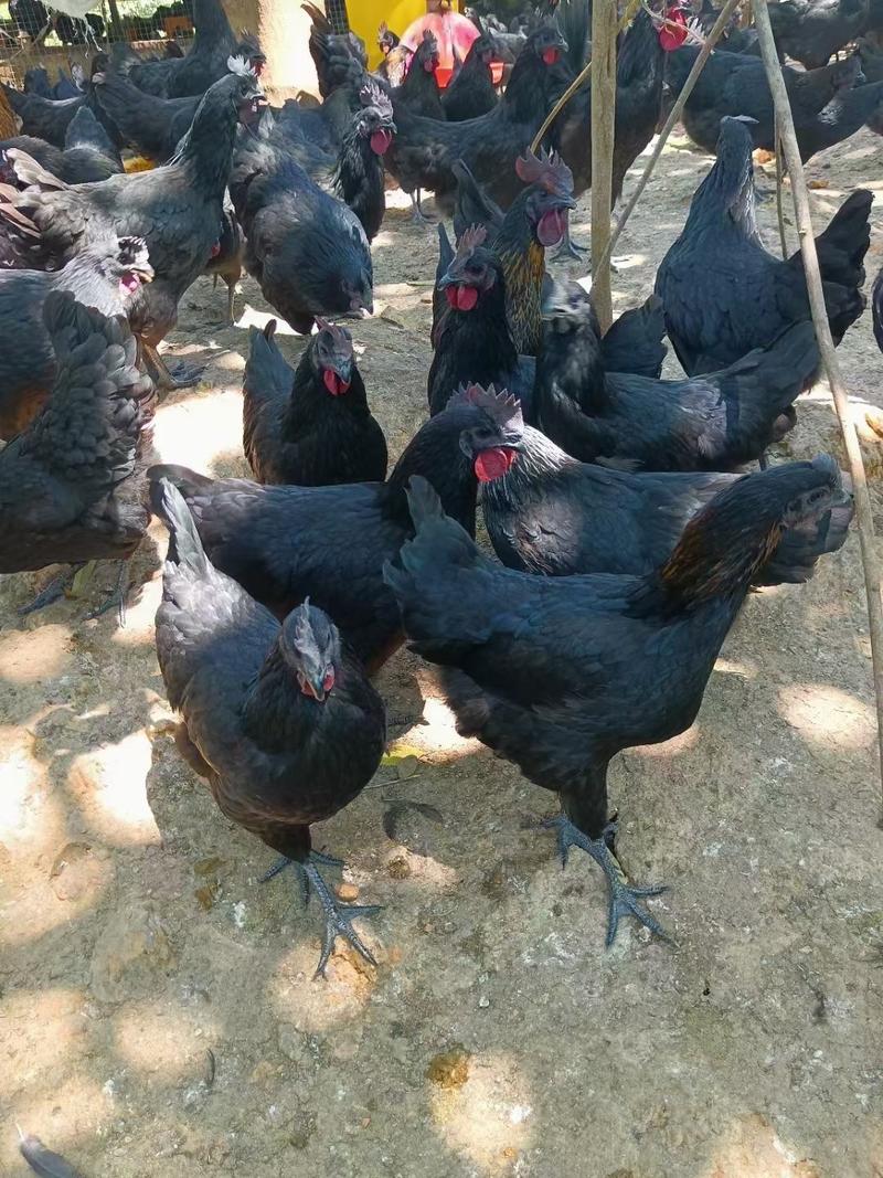 纯种五黑绿壳蛋鸡常年有货发往全国