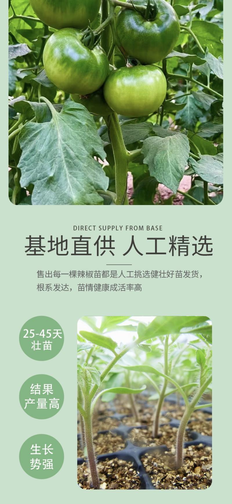 【精选】山东寿光草莓西红柿种苗专业培育，易成活品质好