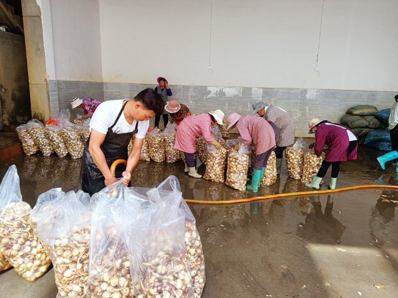 陆良水洗白茨菇大量上市中