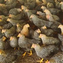 金芦花阉鸡品种纯正常年有货可发往全国