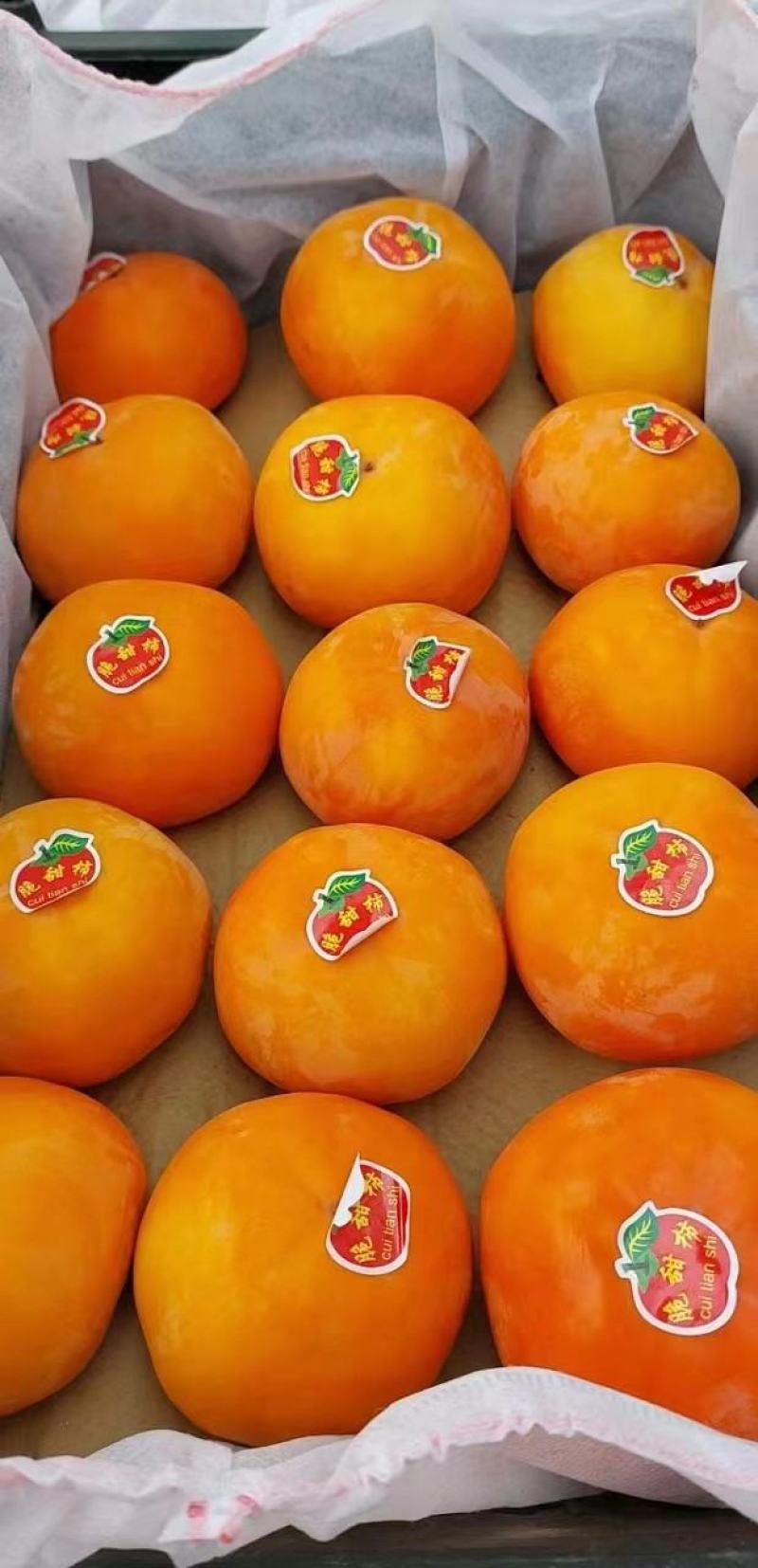 《精品》陕西阳丰脆柿巧克力脆柿次郎脆柿大量供应全国