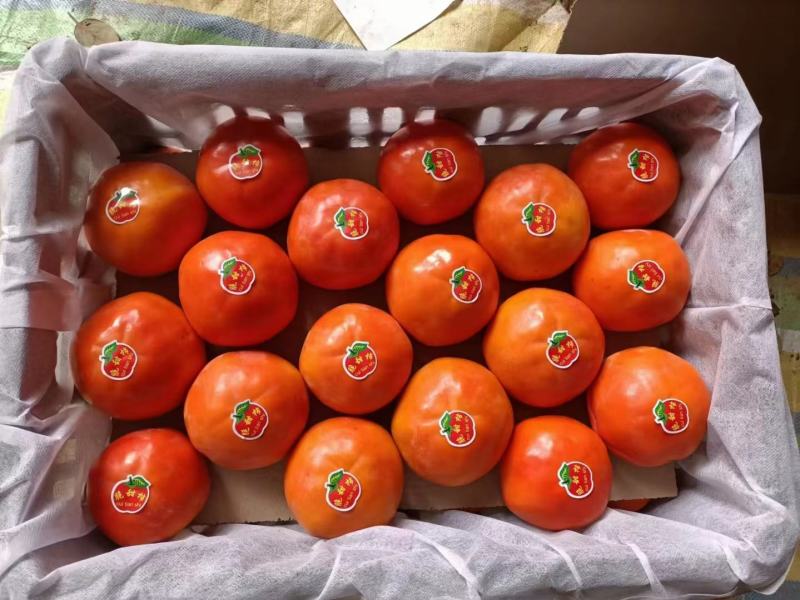 《精品》陕西阳丰脆柿巧克力脆柿次郎脆柿大量供应全国