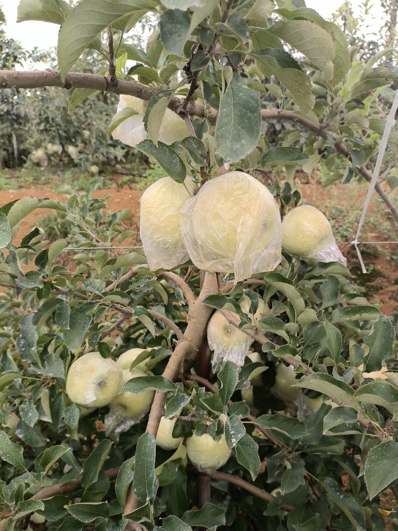 优质明月青森苹果山东产地直供口感脆甜多汁含糖量高