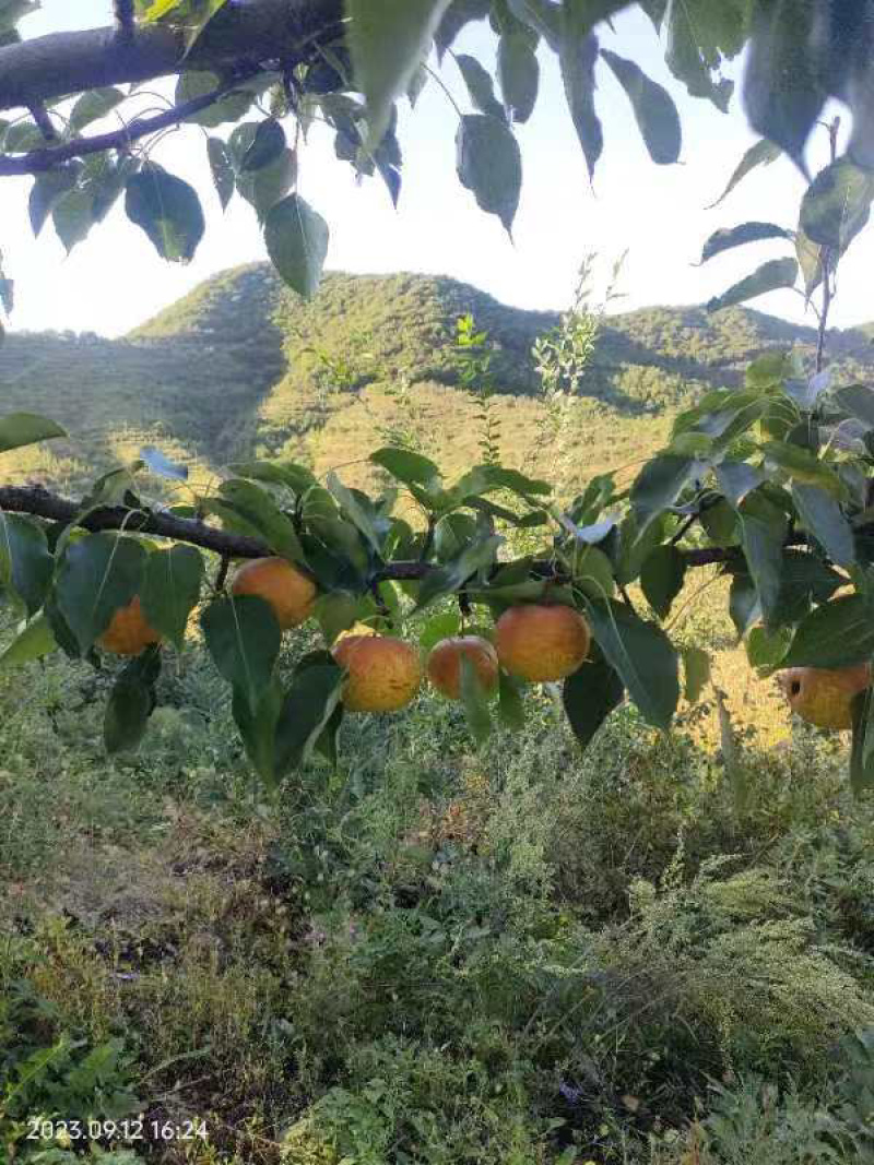 海城市花盖梨，个大酸甜适口，产地直供品质保证