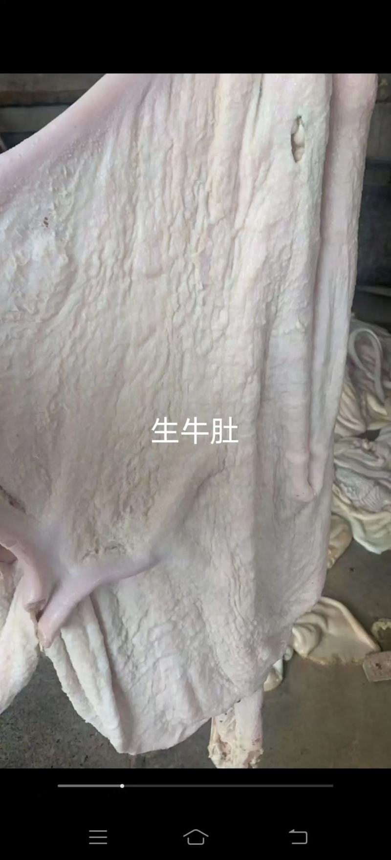 生牛肚褪毛清真白毛肚，支持预订，年底促销，。