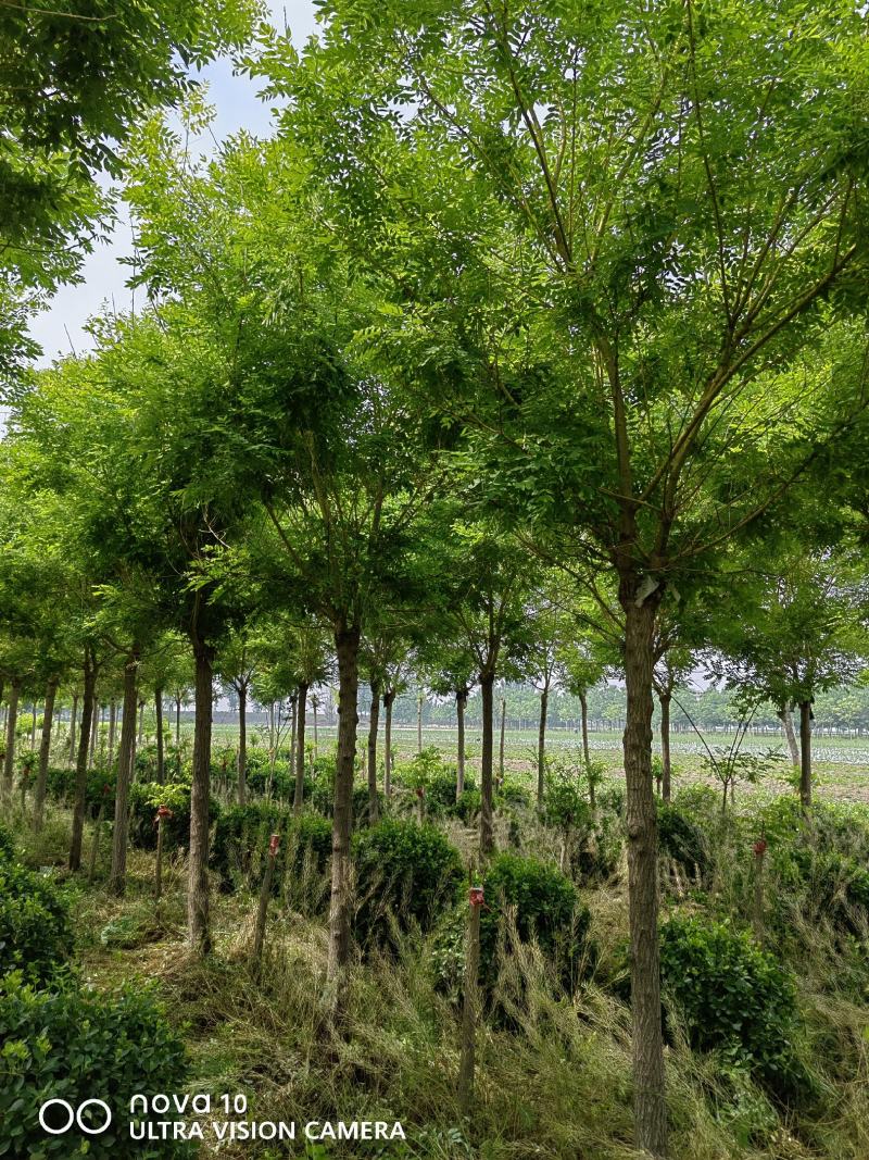 河北奥森苗圃场50-60公分八宝景天大田苗500万株