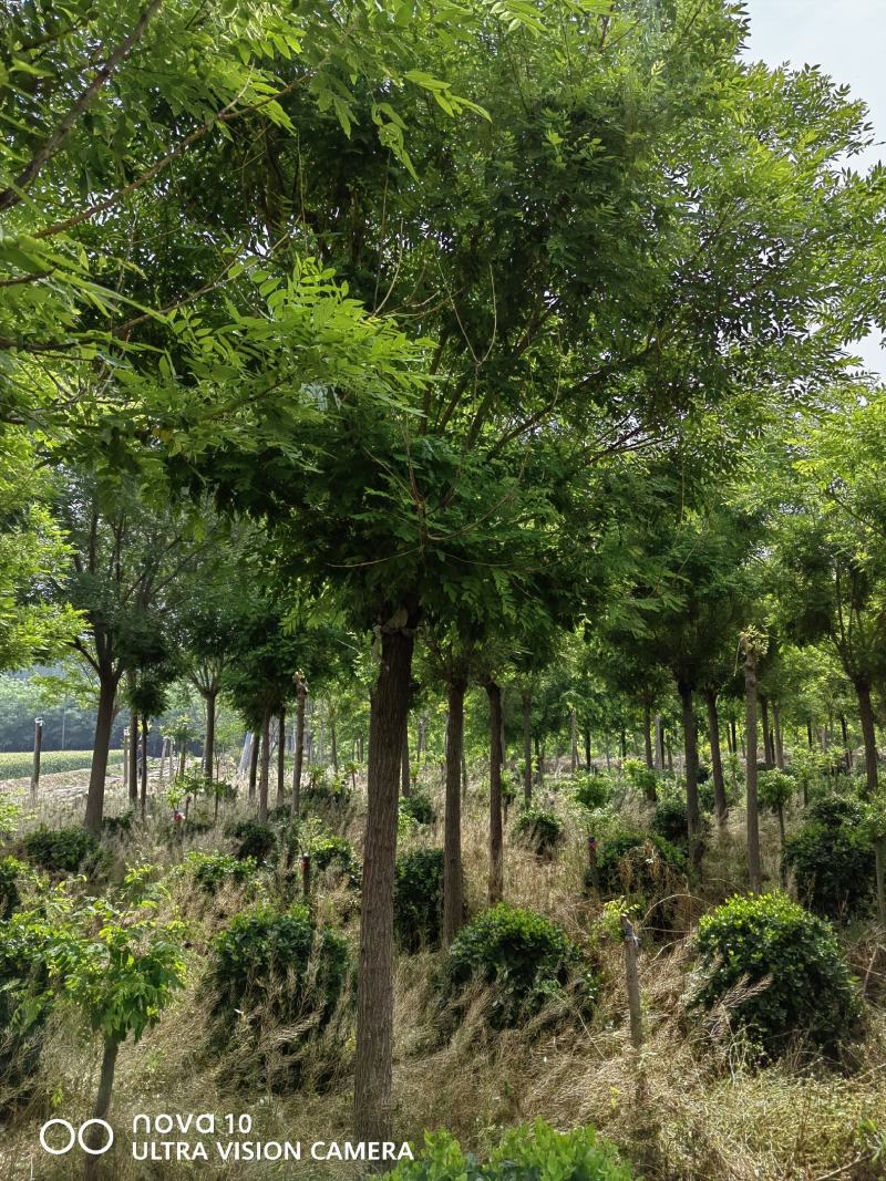 河北奥森苗圃场50-60公分八宝景天大田苗500万株