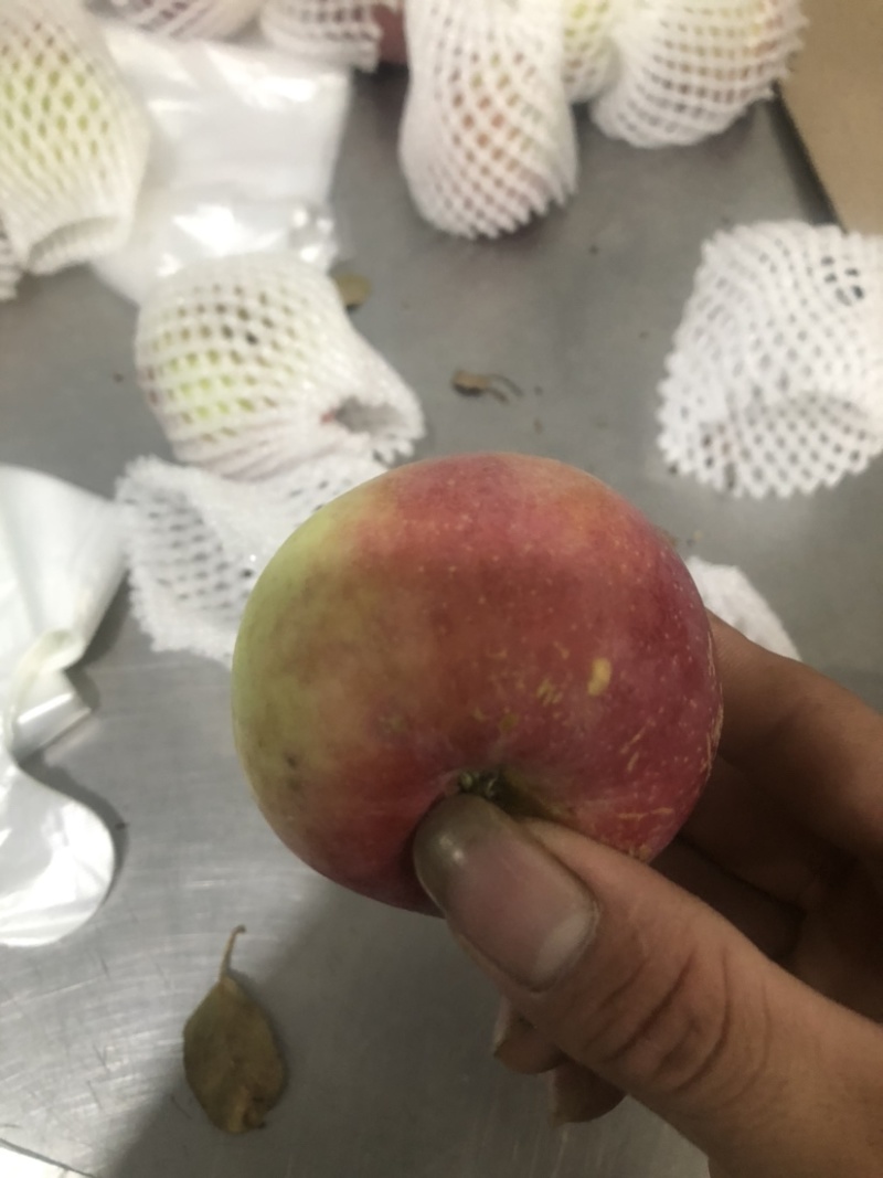 各种苹果、次果