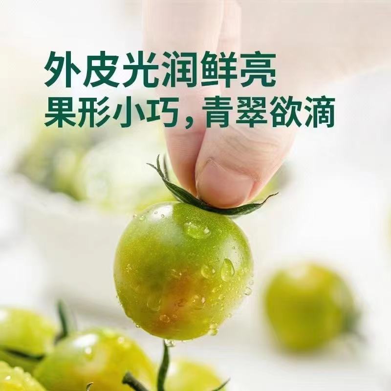 翡翠番茄，绿番茄，糖度10以上