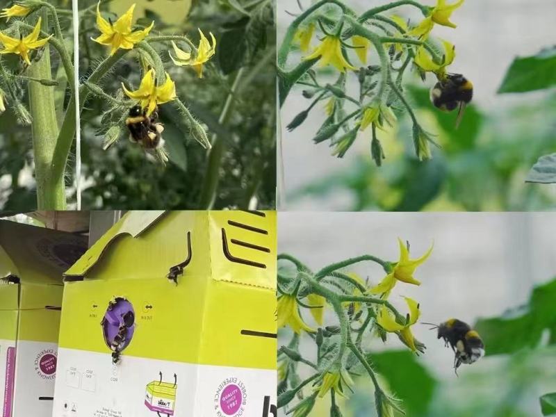 翡翠番茄，绿番茄，糖度10以上