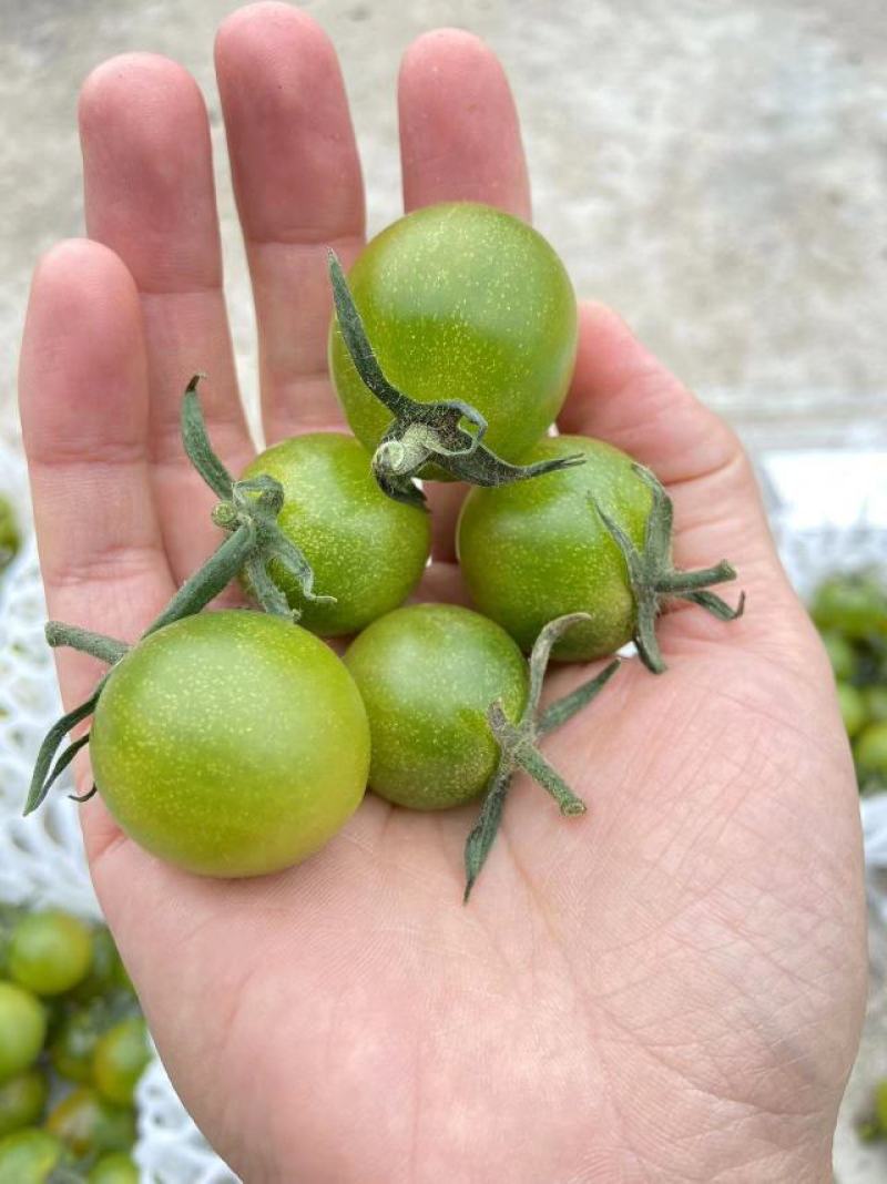 翡翠番茄，绿番茄，糖度10以上