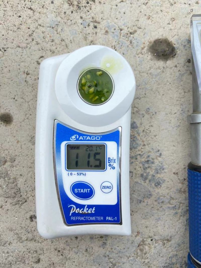 翡翠番茄，绿番茄，糖度10以上