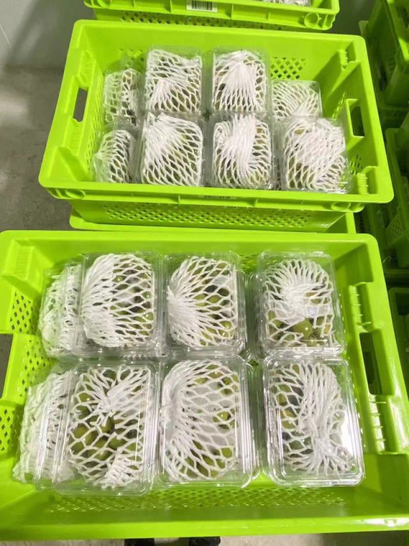 翡翠番茄，绿番茄，糖度10以上