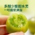 翡翠番茄，绿番茄，糖度10以上