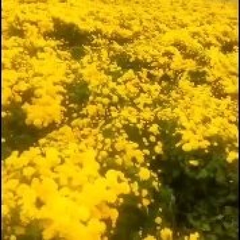 婺源皇菊