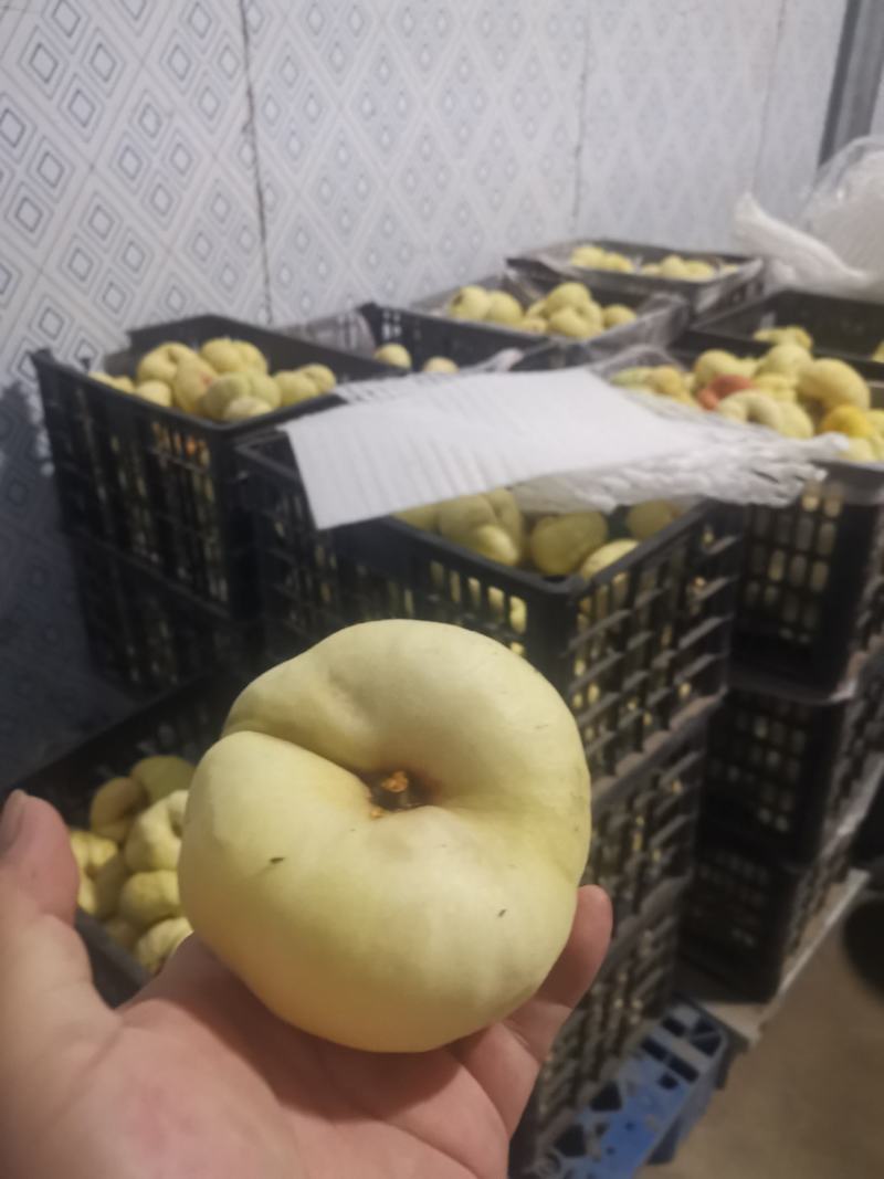 瑞蟠21次桃