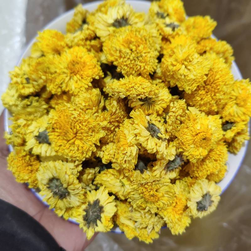 婺源皇菊