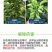 芸苔素内脂调节剂保花保果增产解药害生根壮苗果树蔬菜花卉
