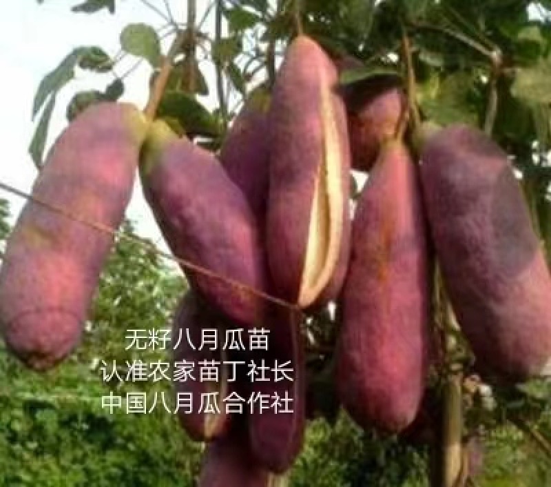 无籽八月瓜苗中国八月瓜合作社丁冬辉包回收