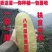无籽八月瓜苗中国八月瓜合作社丁冬辉包回收