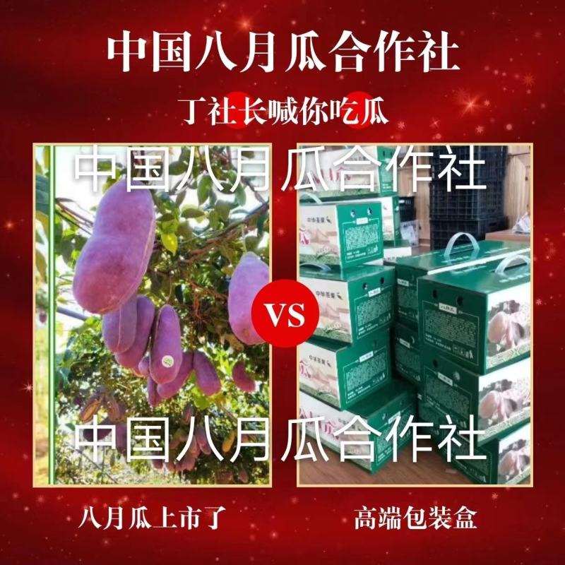 无籽八月瓜苗中国八月瓜合作社丁冬辉包回收