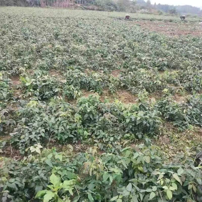 无籽八月瓜苗中国八月瓜合作社丁冬辉包回收