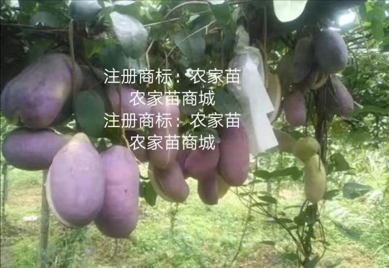 无籽八月瓜苗中国八月瓜合作社丁冬辉包回收