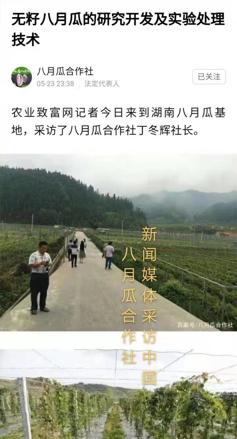 无籽八月瓜苗中国八月瓜合作社丁冬辉包回收