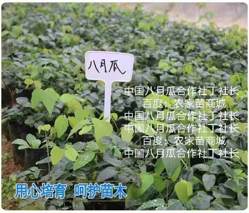 无籽八月瓜苗中国八月瓜合作社丁冬辉包回收