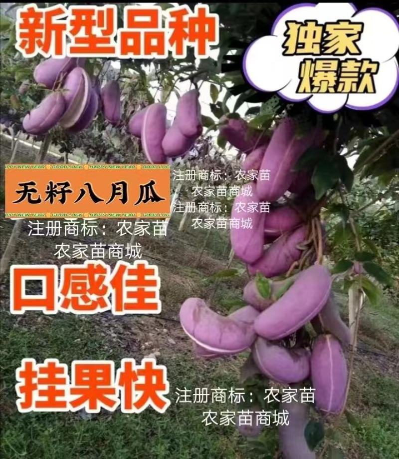 无籽八月瓜苗中国八月瓜合作社丁冬辉包回收