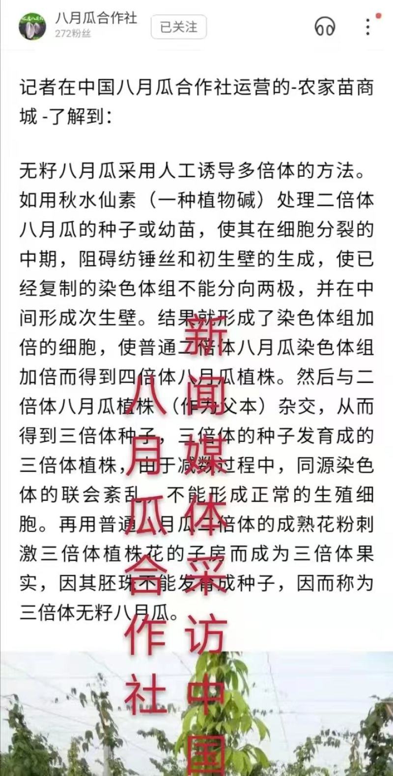 无籽八月瓜苗中国八月瓜合作社丁冬辉包回收