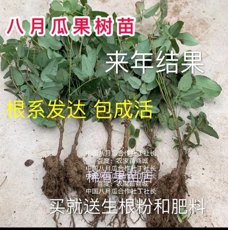 无籽八月瓜苗中国八月瓜合作社丁冬辉包回收